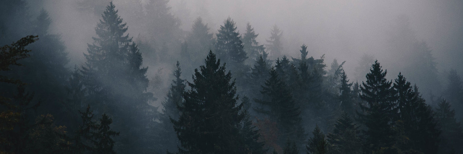 Collection Noisetier